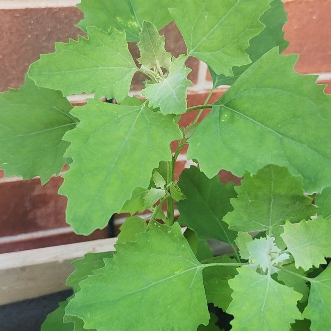 Photo of the plant species Lateflowering Goosefoot by @CaptainRutabaga named Fernie Mac on Greg, the plant care app
