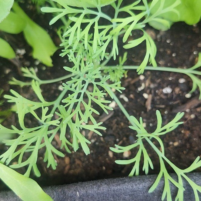 Photo of the plant species California Poppy by @CaptainRutabaga named Mando on Greg, the plant care app