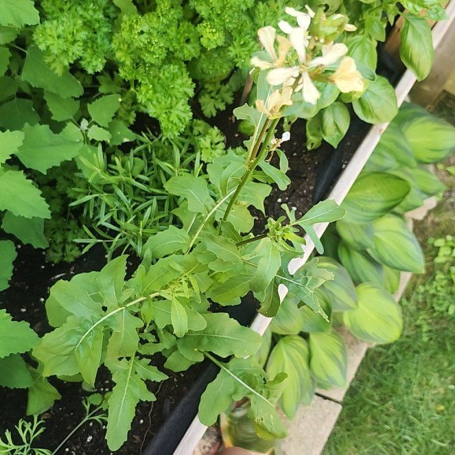 Photo of the plant species Garden Rocket by @CaptainRutabaga named Remington on Greg, the plant care app