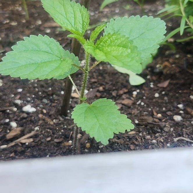 Photo of the plant species Hoary Stinging Nettle by @CaptainRutabaga named Sigmund on Greg, the plant care app