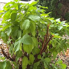 Photo of the plant species Common Dogwood by @VastFallugia62 named Achilles on Greg, the plant care app