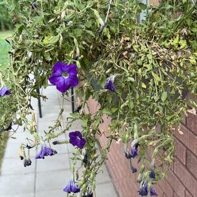 Photo of the plant species Edging Lobelia by @WorldlyChisme76 named Bieber on Greg, the plant care app