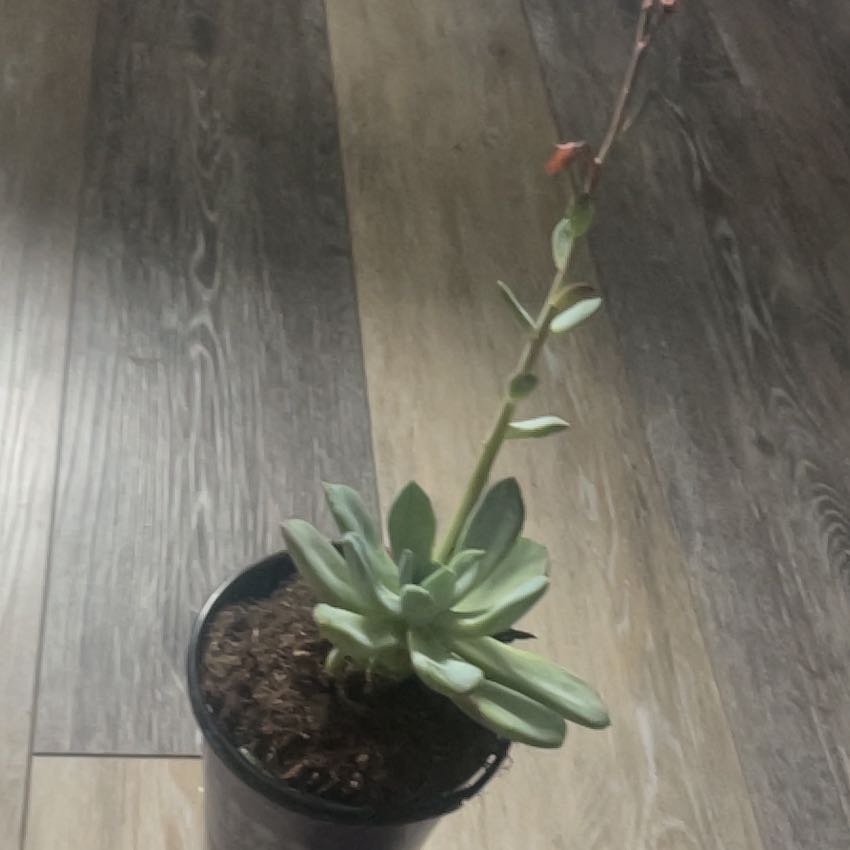 Photo of the plant species Pachyveria 'Blue Quartz' by @FineCoralpea56 named Curie on Greg, the plant care app