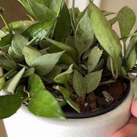Photo of the plant species Super Silver Hoyaa Krohniana by @JoyfulKaro43 named Marley on Greg, the plant care app