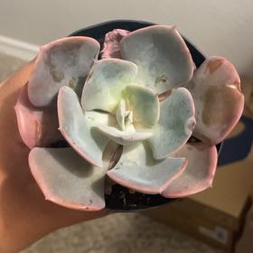 Photo of the plant species Echeveria 'Dusty Rose' by @ProactiveRuby31 named Blossom Blooms on Greg, the plant care app