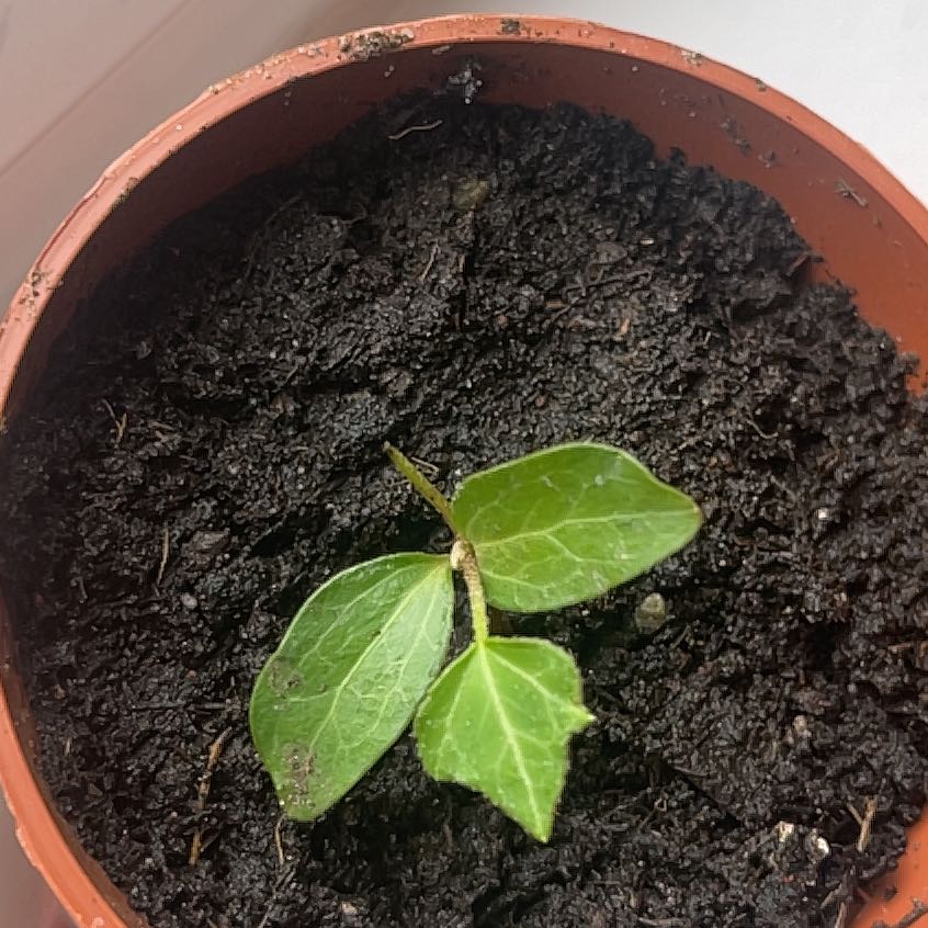 Photo of the plant species Canarian Ivy by @KeySalsify13 named Franketa on Greg, the plant care app