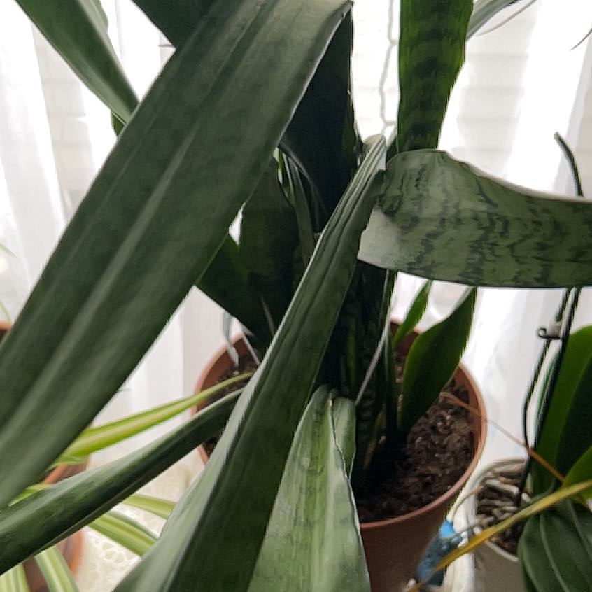 Photo of the plant species Jaboa Sansevieria by @DreamyCat79 named Bruce Lee on Greg, the plant care app