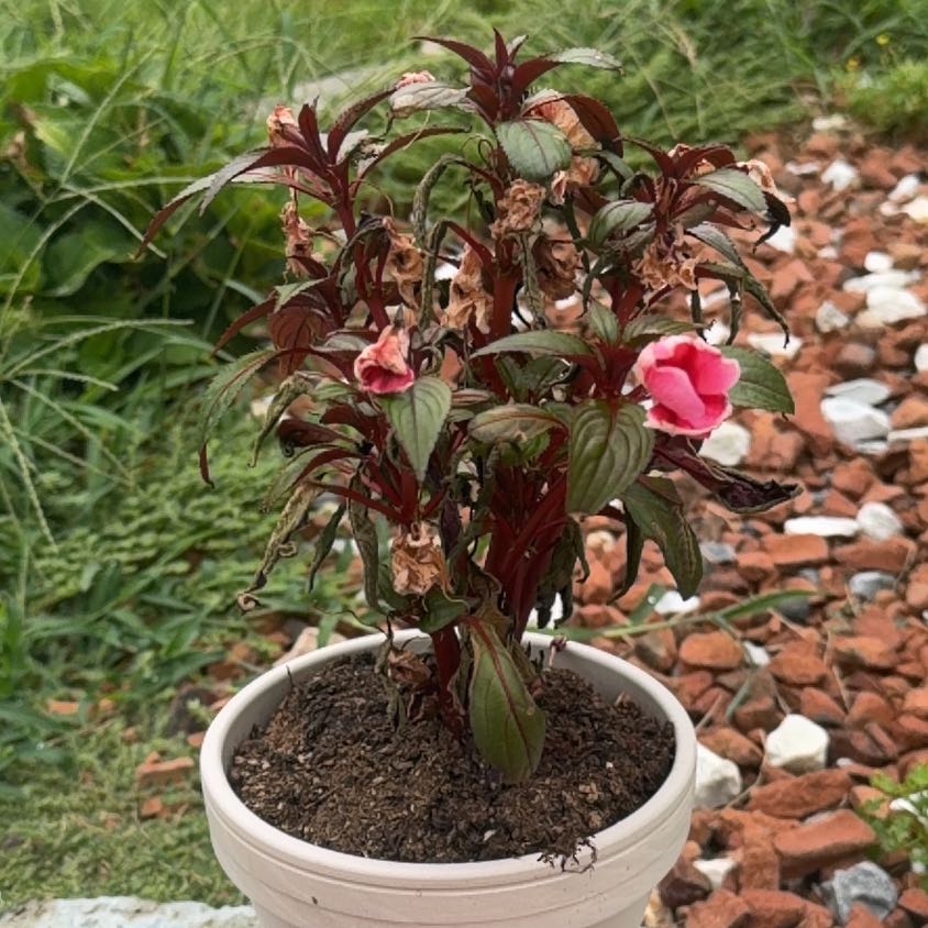 Photo of the plant species New Guinea Impatiens 'Magnum Rose Star' by @FunBluesedge26 named Daphne on Greg, the plant care app