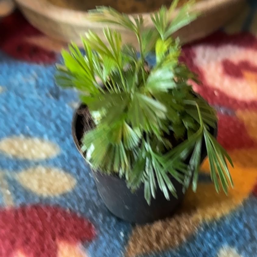 Photo of the plant species Fan Fern by @LeadKamahi79 named Elina on Greg, the plant care app