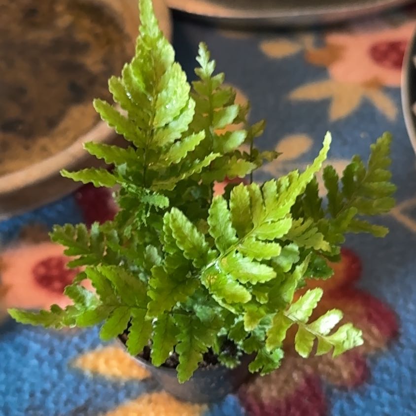 Photo of the plant species Rumohra Adiantiformis by @LeadKamahi79 named Achilles on Greg, the plant care app