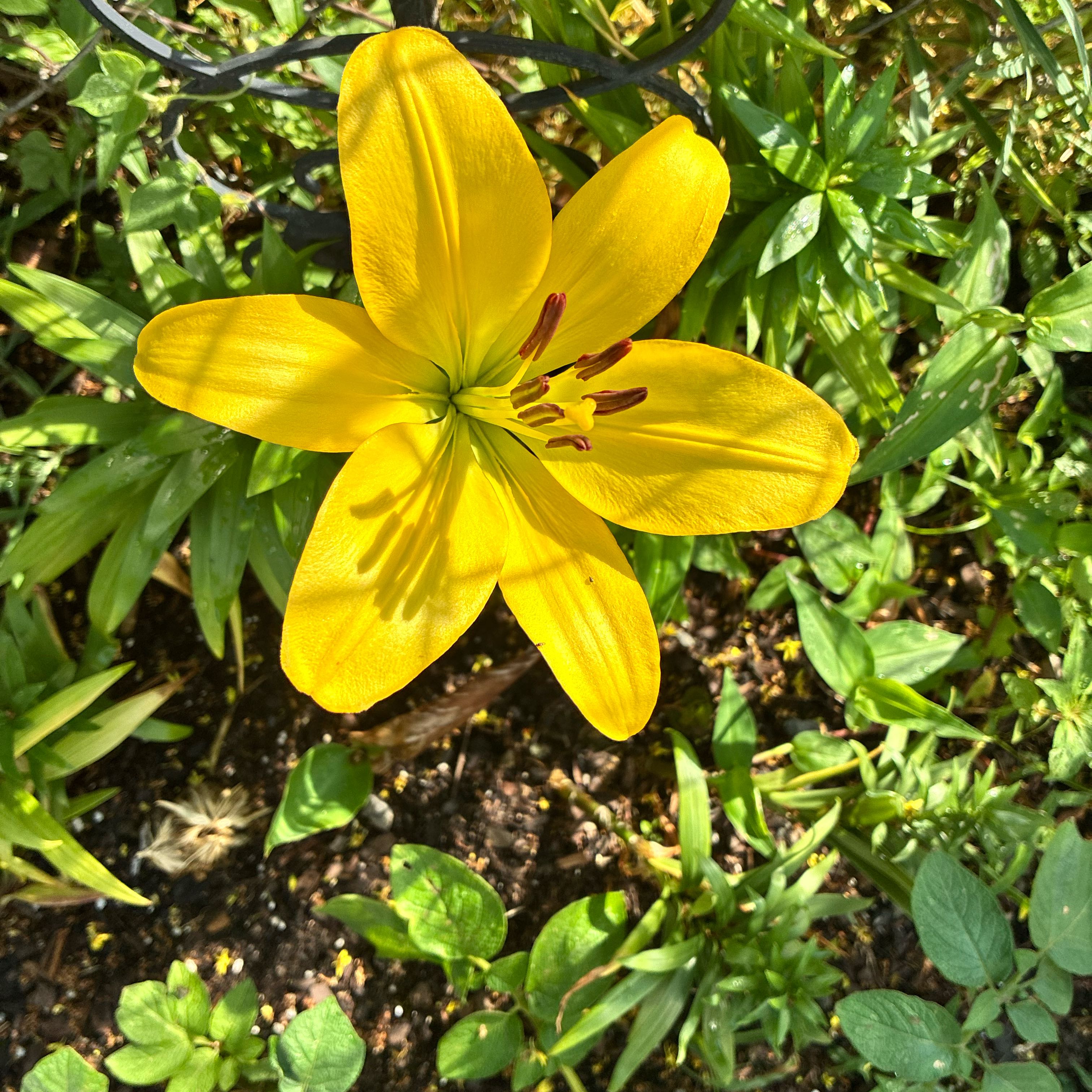 Photo of the plant species Orange Lily by @GleefulJicaro91 named Ava on Greg, the plant care app