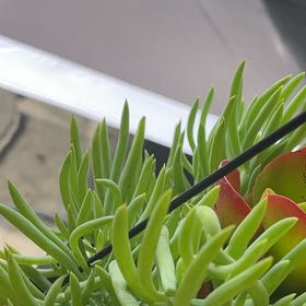 Photo of the plant species Hottentot Fig by @CaptainPeanut44 named Delilah on Greg, the plant care app