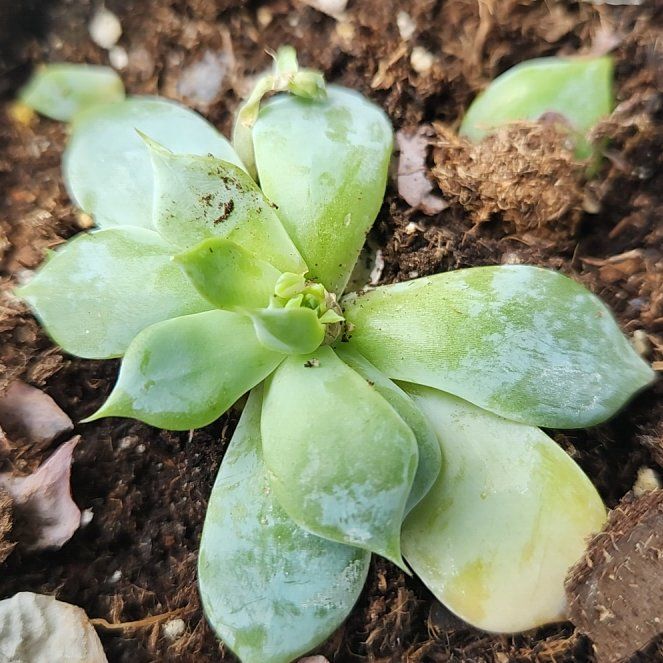 Photo of the plant species San Gabriel River Dudleya by @LitheWoodfern39 named Leonardo on Greg, the plant care app
