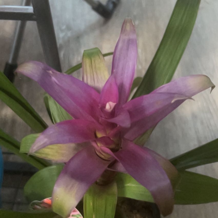 Photo of the plant species King of the Bromeliads by @ProOleander22 named Demi on Greg, the plant care app