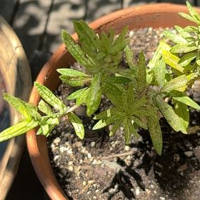 Photo of the plant species butterfly weed by @HoorayTeatree44 named Michelle Branch on Greg, the plant care app