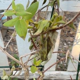 Photo of the plant species Japanese Honeysuckle by @ZingWildyam89 named LiloStitch on Greg, the plant care app
