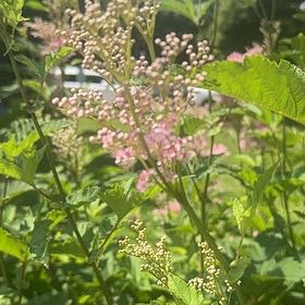 Photo of the plant species Queen of the Prairie by @UltraBlue91 named Bigleef Smalls on Greg, the plant care app
