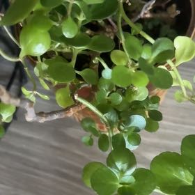 Photo of the plant species Woodland Stonecrop by @SpicyGuzmania17 named Kendall on Greg, the plant care app