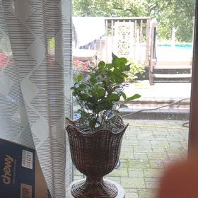 Photo of the plant species Belle of India by @HeirDuncecap11 named Kendall on Greg, the plant care app