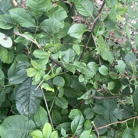 Photo of the plant species Asian Bittersweet by @MajorPeanut30 named Elina on Greg, the plant care app