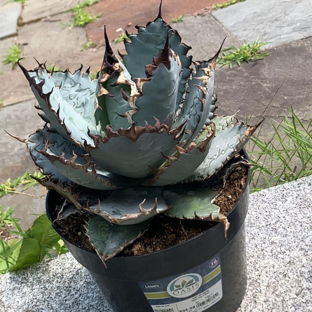 Photo of the plant species Agave 'Lions Mane' by @HotCorkelm26 named agata on Greg, the plant care app