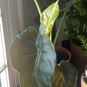 Photo of the plant species Alocasia Wentii Sunset by @SultryOyamelfir named Ulysses S Plant on Greg, the plant care app