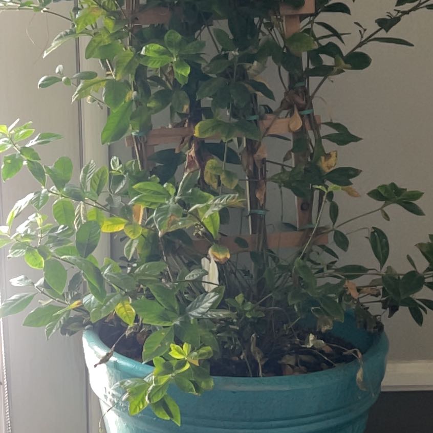 Photo of the plant species Common Gardenia by @SultryOyamelfir named Ronaldo on Greg, the plant care app
