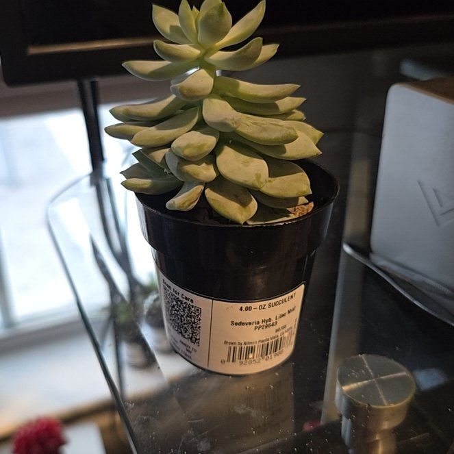 Photo of the plant species Sedeveria 'Lilac Mist' by @GemGoatweed36 named Lily on Greg, the plant care app