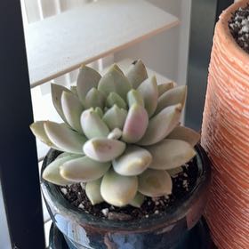 Photo of the plant species Sedeveria 'Lilac Mist' by @ZappyBlackberry named Aristotle on Greg, the plant care app