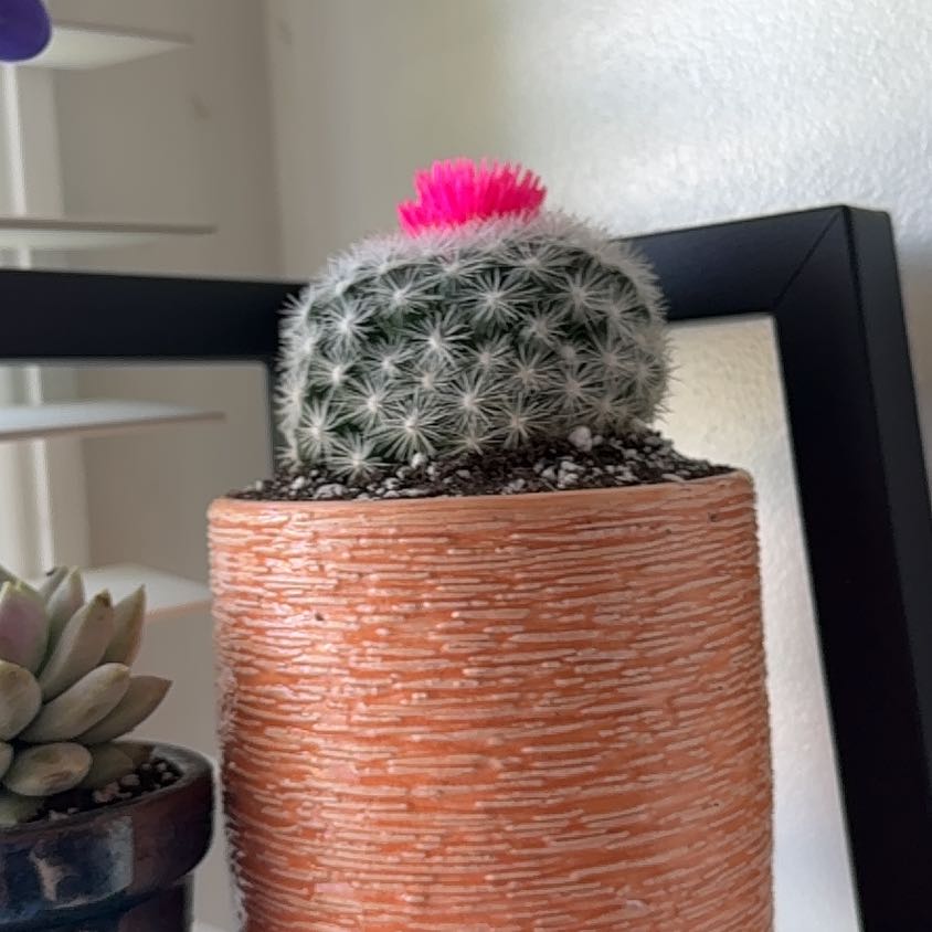 Photo of the plant species Cactus by @ZappyBlackberry named Gaga on Greg, the plant care app