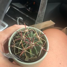 Photo of the plant species Devil's Pincushion by @GracefulSucc25 named Michelle Branch on Greg, the plant care app