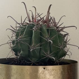 Photo of the plant species Barrel Cactus by @GutsyAnacua71 named Big Becky on Greg, the plant care app
