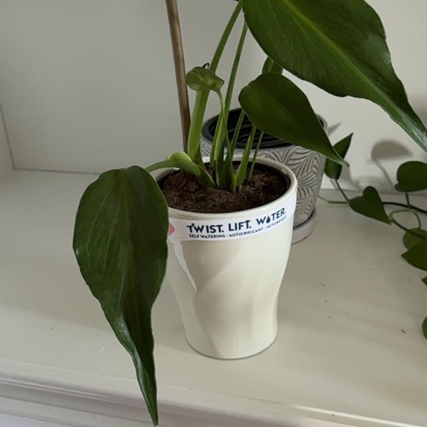 Photo of the plant species Monstera Burle Marx Flame by @FetchingBalsam named Winston on Greg, the plant care app