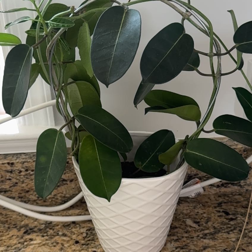 Photo of the plant species Natal Plum by @FetchingBalsam named Kylie on Greg, the plant care app