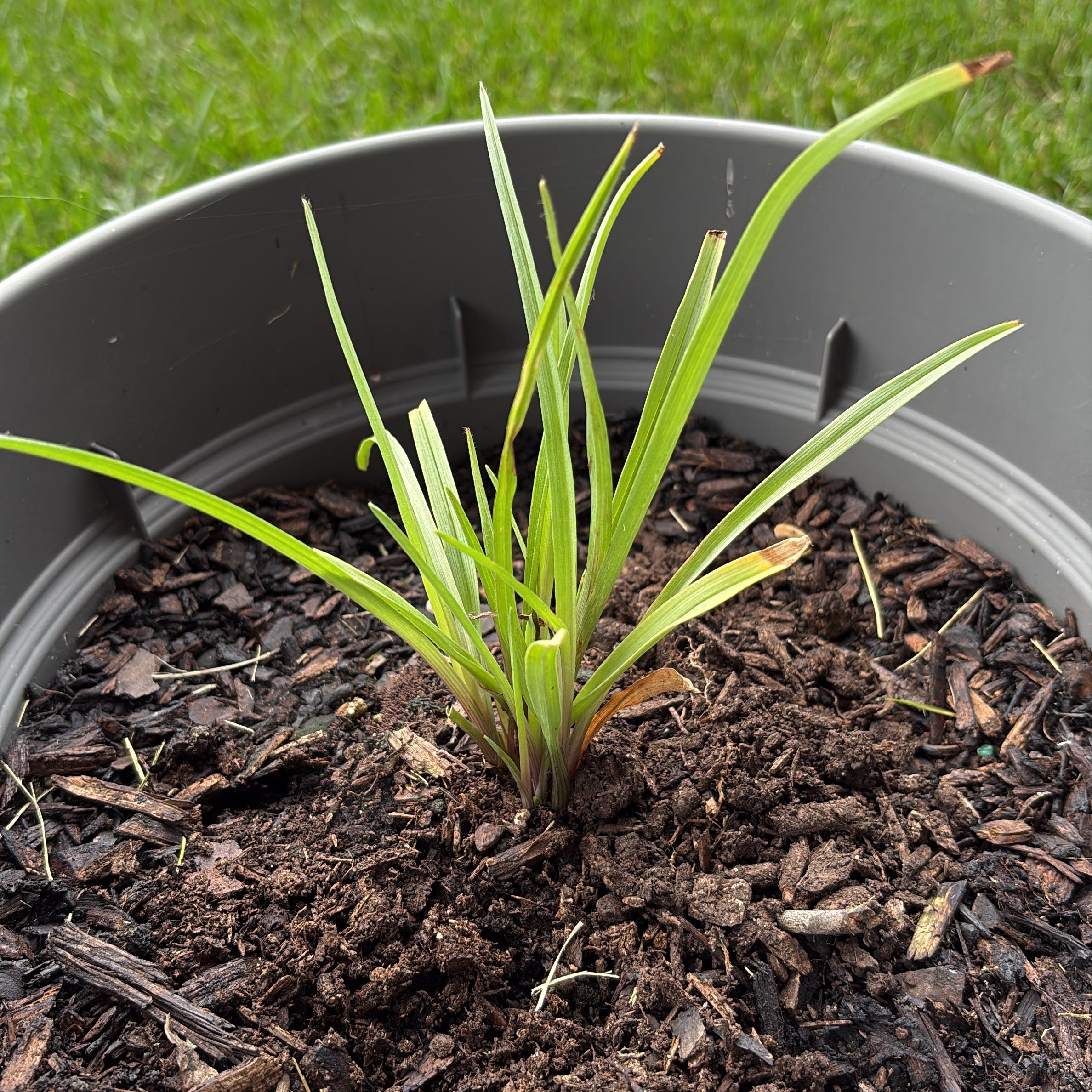 Photo of the plant species Ohio Spiderwort by @Skarryapple named Jefferson on Greg, the plant care app