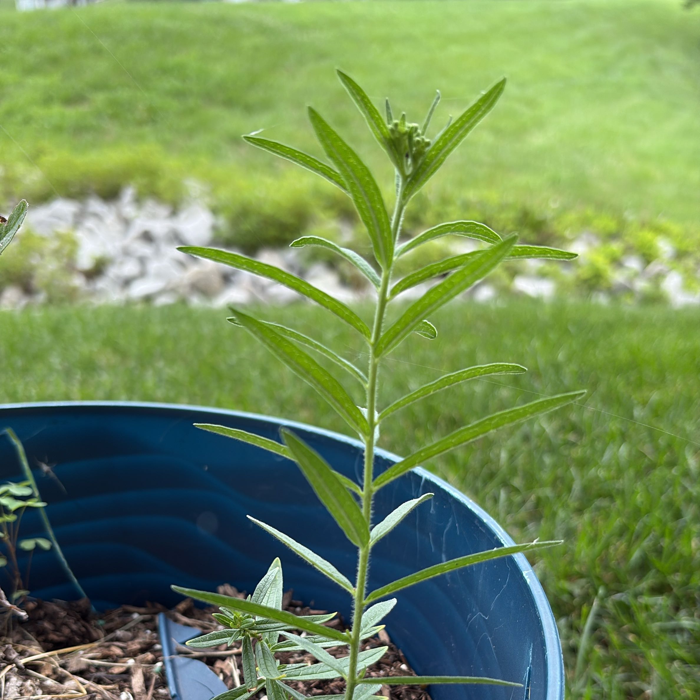 Photo of the plant species Butterfly Weed by @Skarryapple named Hamilton on Greg, the plant care app