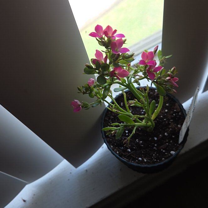 Photo of the plant species Brompton Stock by @AcePhlox89 named Gaga on Greg, the plant care app