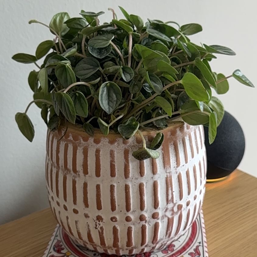 Photo of the plant species Peperomia 'Little Toscani' by @Elenagrows named Pepe on Greg, the plant care app