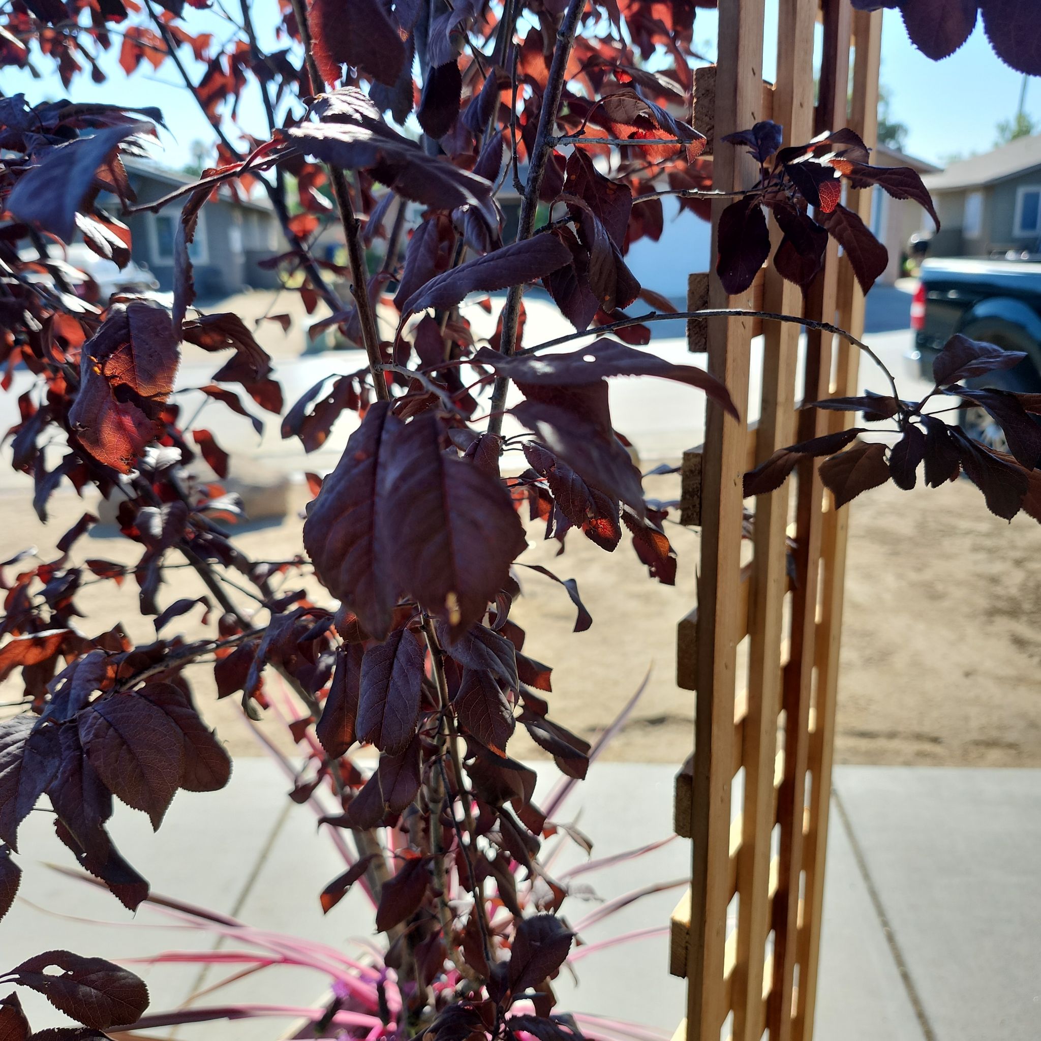 Photo of the plant species Cherry Plum by @ZestfulOakfern3 named Lola on Greg, the plant care app