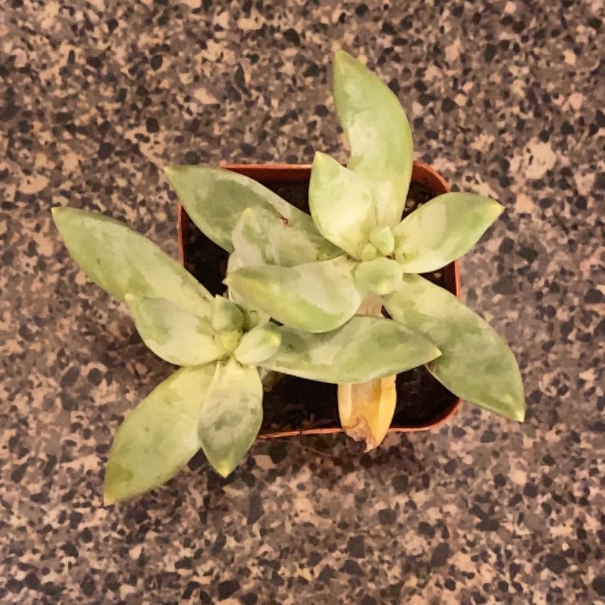 Photo of the plant species Bluff Lettuce by @HipMostii34 named Sage on Greg, the plant care app