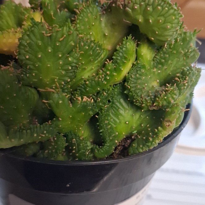 Photo of the plant species Medusa's Head by @AztroNOMical named Rosa on Greg, the plant care app