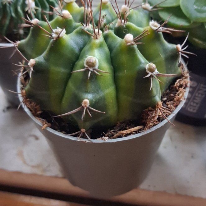 Photo of the plant species Texas Barrel Cactus by @AztroNOMical named Roberta on Greg, the plant care app