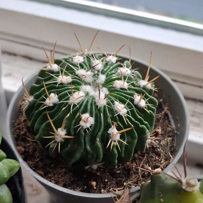 Photo of the plant species Brain Cactus by @AztroNOMical named Keanu Leaves on Greg, the plant care app