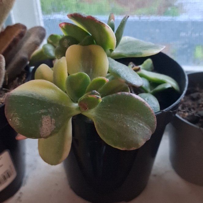 Photo of the plant species Crassula obliqua 'Lemon 'n Lime' by @AztroNOMical named Anne on Greg, the plant care app
