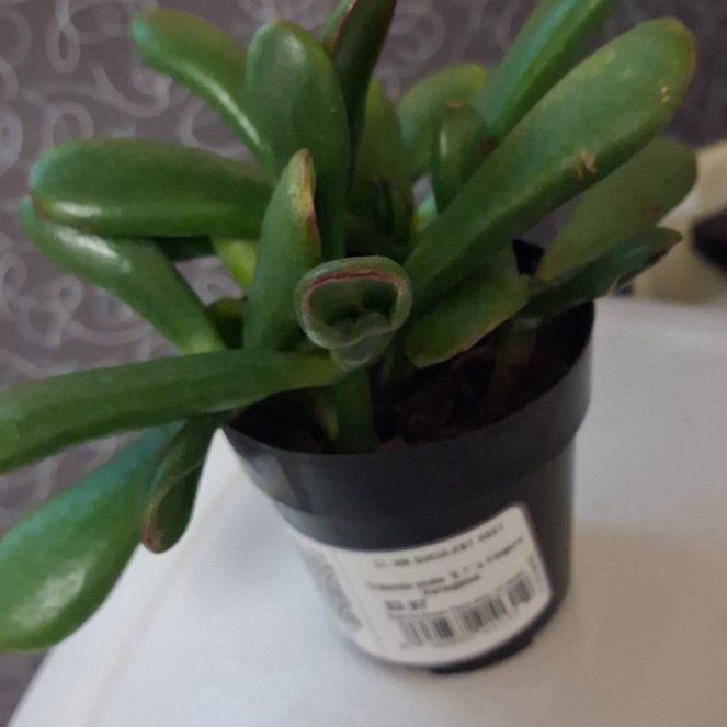 Photo of the plant species ET's Fingers Jade by @AztroNOMical named Bigleef Smalls on Greg, the plant care app