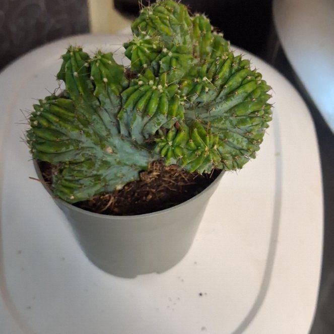 Photo of the plant species Crested Blue Flame by @AztroNOMical named Duke on Greg, the plant care app