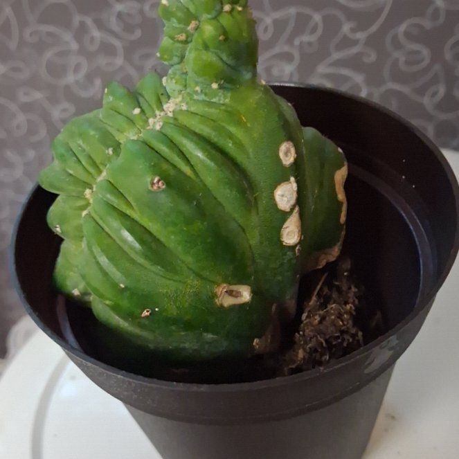 Photo of the plant species Crested Blue Flame by @AztroNOMical named Sonora on Greg, the plant care app