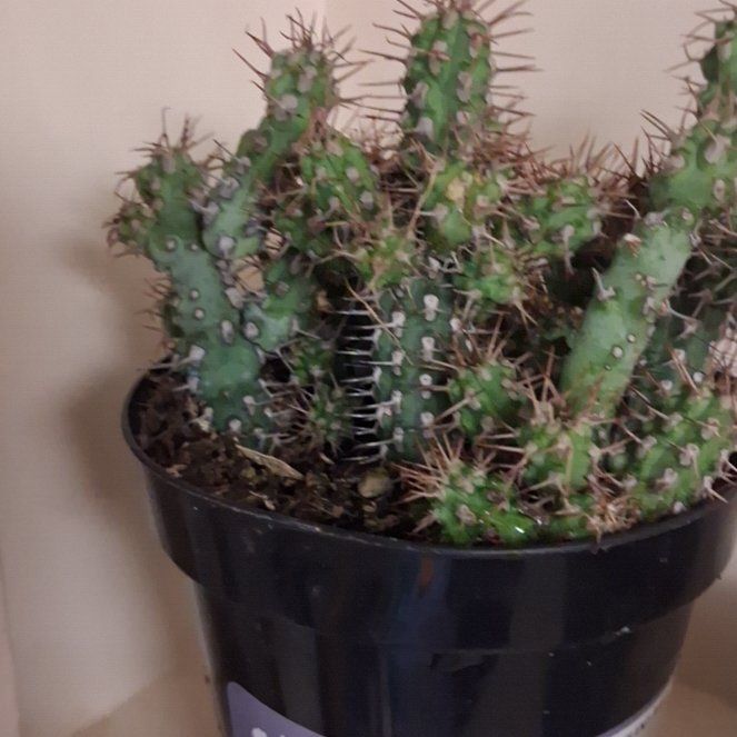 Photo of the plant species Corncob Cactus by @AztroNOMical named Leaf Erickson on Greg, the plant care app