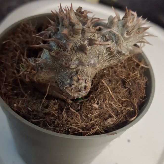 Photo of the plant species Living-Rock by @AztroNOMical named Forrest on Greg, the plant care app