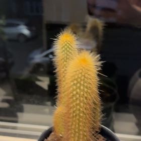 Photo of the plant species Bergerocactus Emoryi by @HeartyMizuna11 named Orwell on Greg, the plant care app